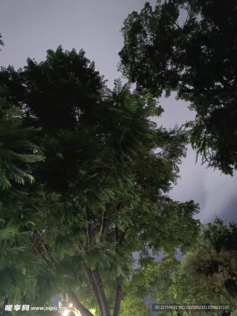 夜幕下的繁茂樹木景觀