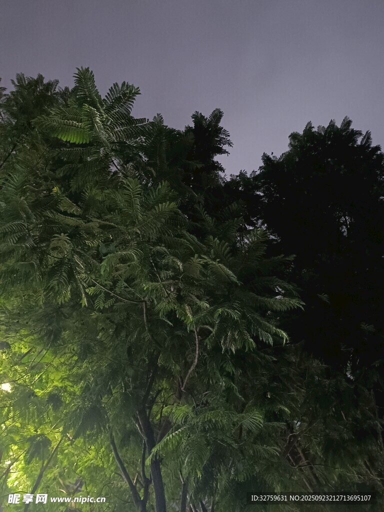 夜晚中的繁茂綠植