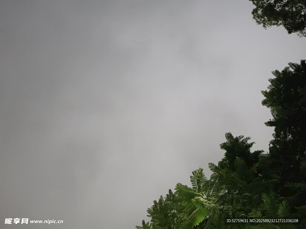 樹(shù)梢上的灰蒙天空