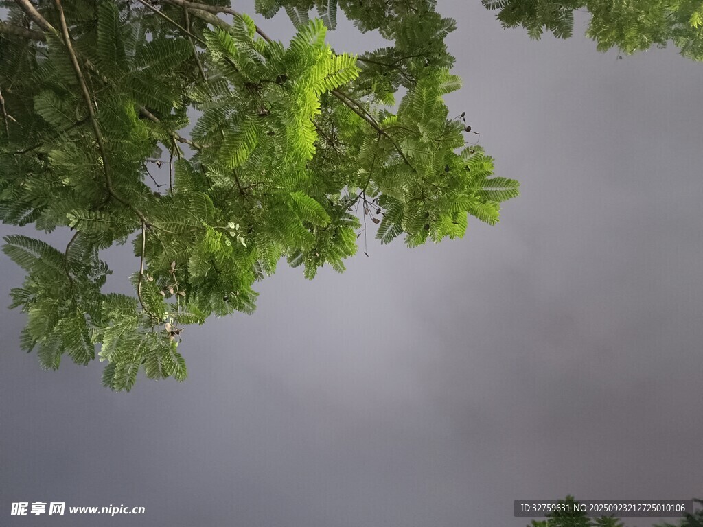仰視翠綠枝葉與灰蒙天空