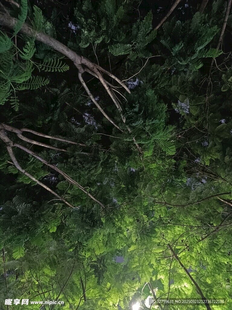 仰視茂密樹林綠意盎然