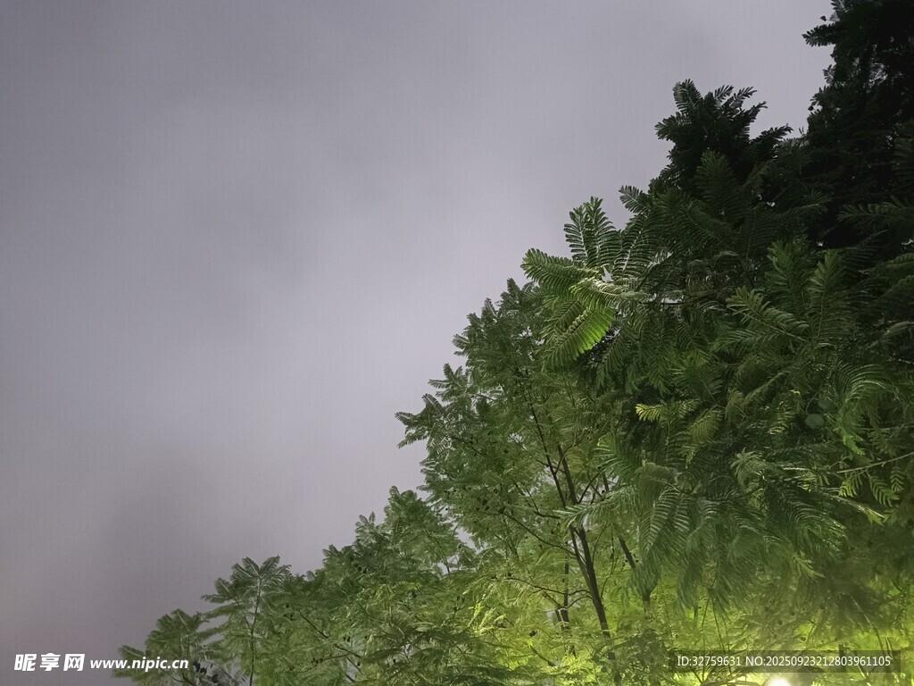 夜幕下的蔥郁樹林