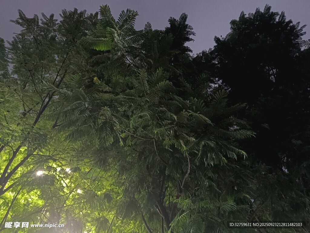 夜幕下的蔥郁樹林