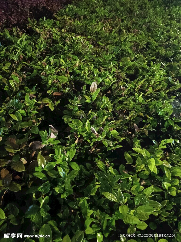 嫩綠植物幼苗生機(jī)盎然
