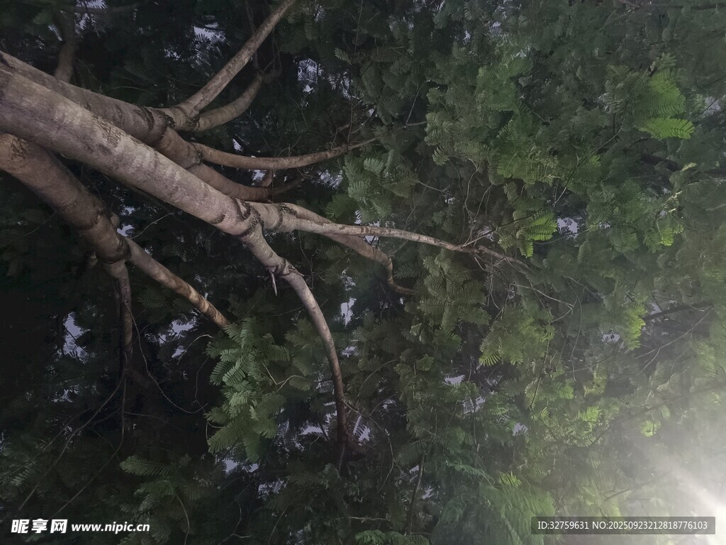 仰視森林中的繁茂樹枝