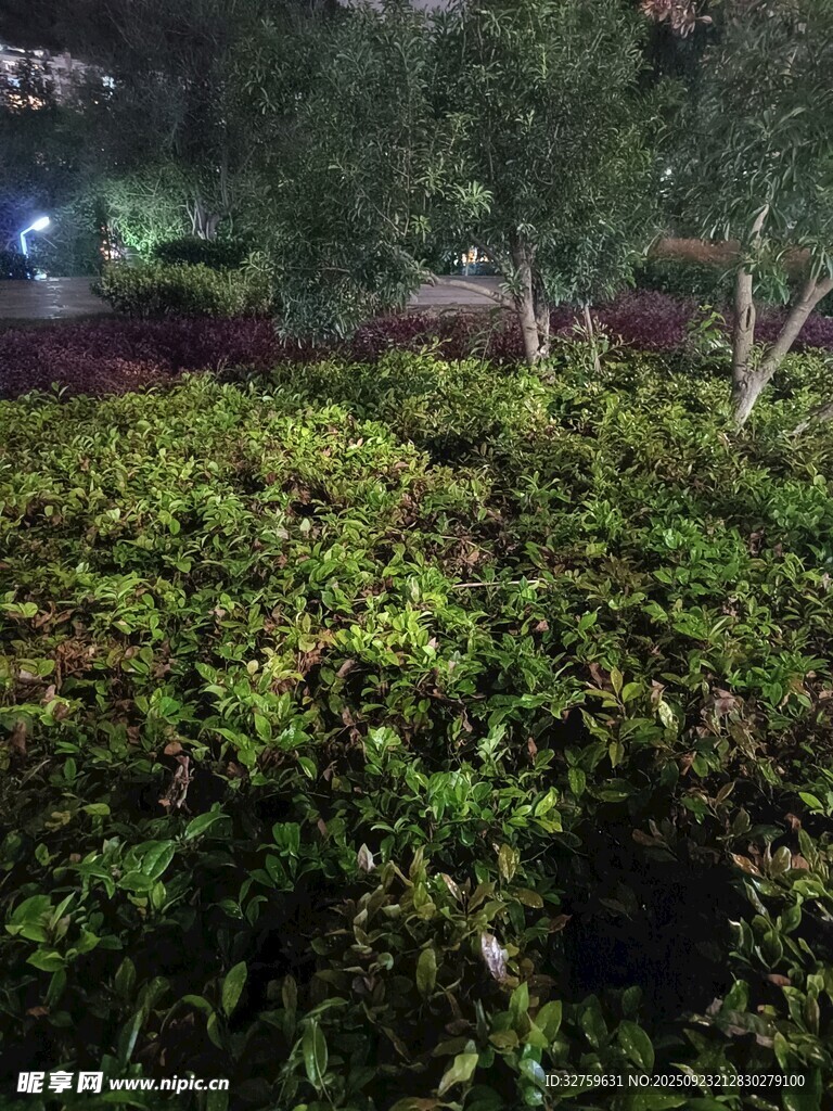 夜晚繁茂綠植景觀