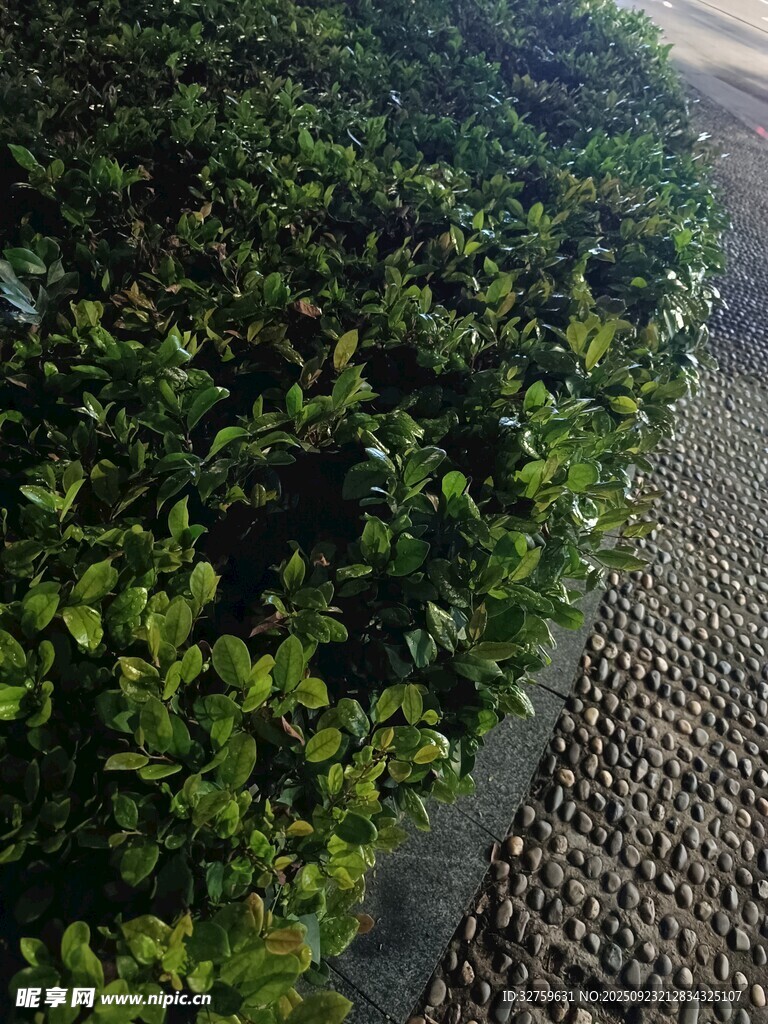 綠植與步道的清新景致