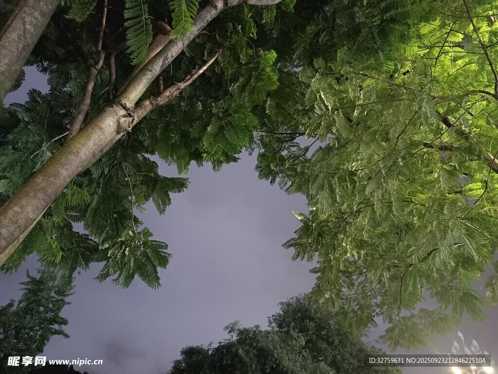 仰視林間天空綠意盎然
