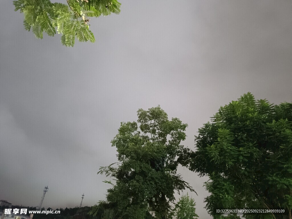 仰視綠樹與灰蒙天空