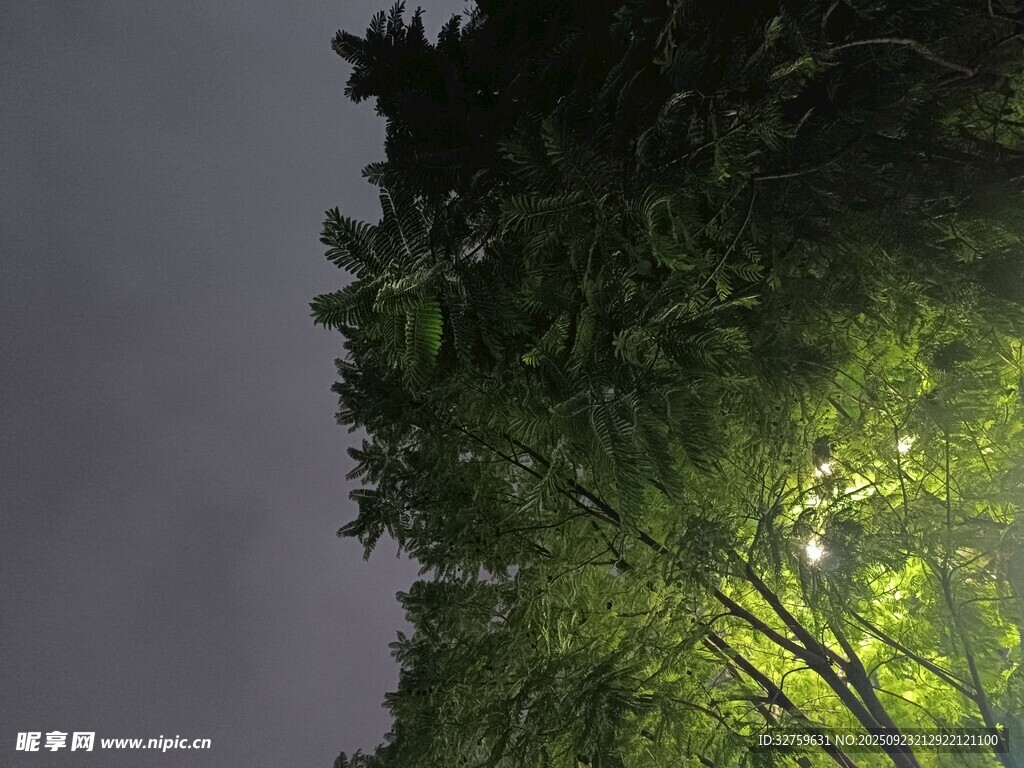 雨夜中被照亮的蔥郁樹木