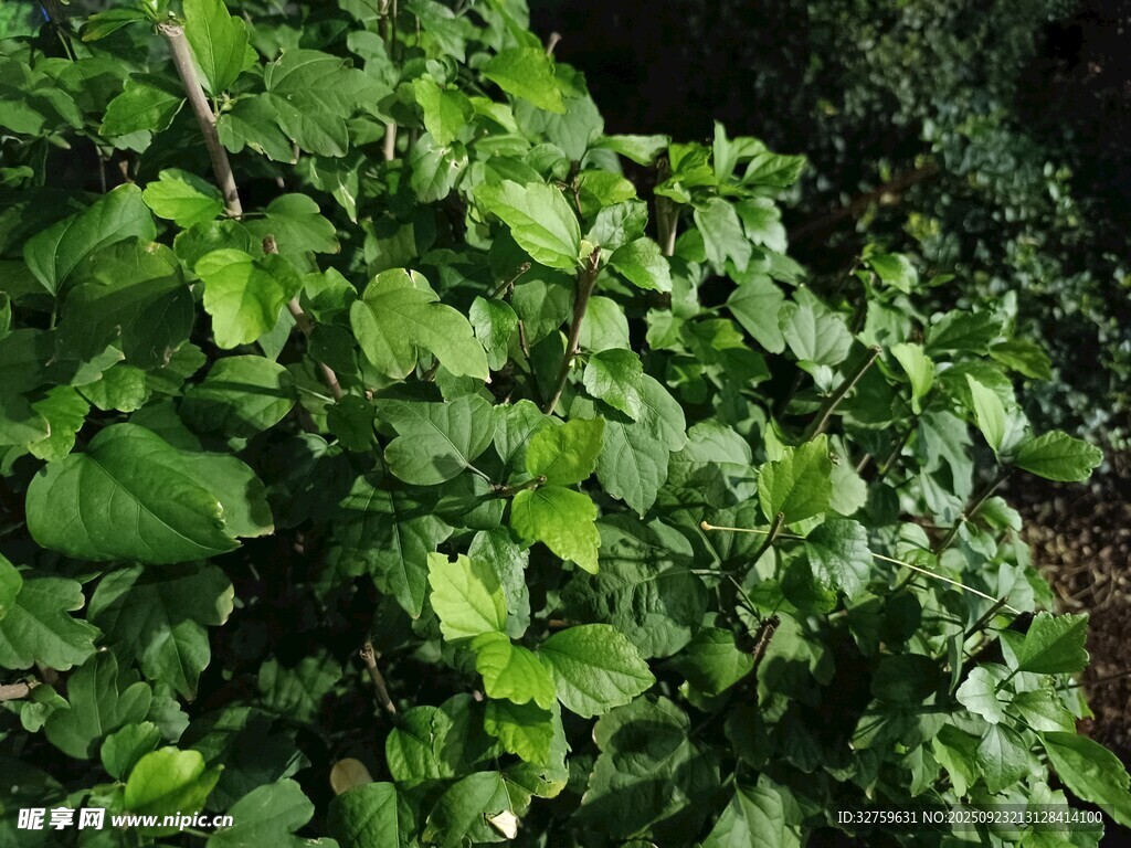 綠葉繁茂的植物景觀