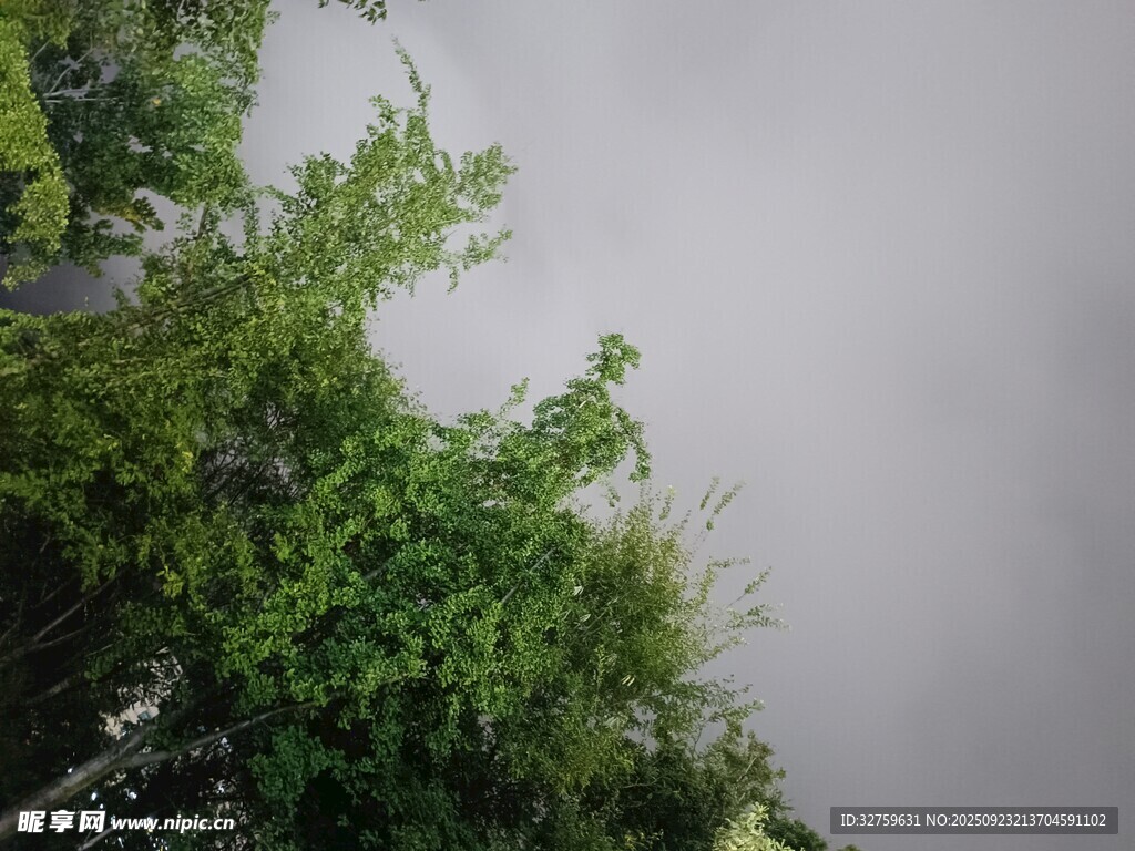 霧中蔥郁綠植景觀