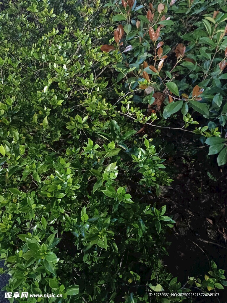 翠綠繁茂的灌木叢景觀