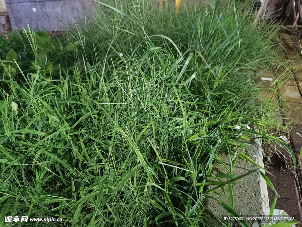 茂盛綠植近景