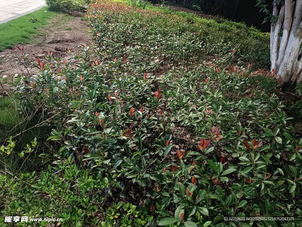 庭院中繁茂的綠植景觀