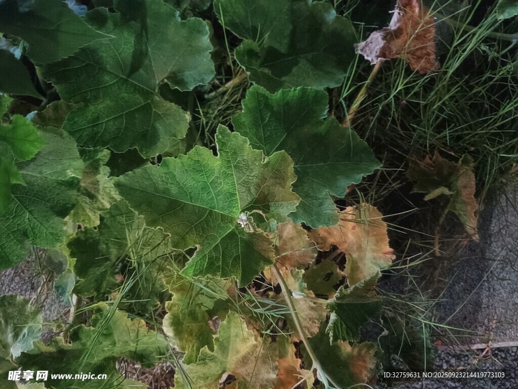 秋日葡萄藤特寫