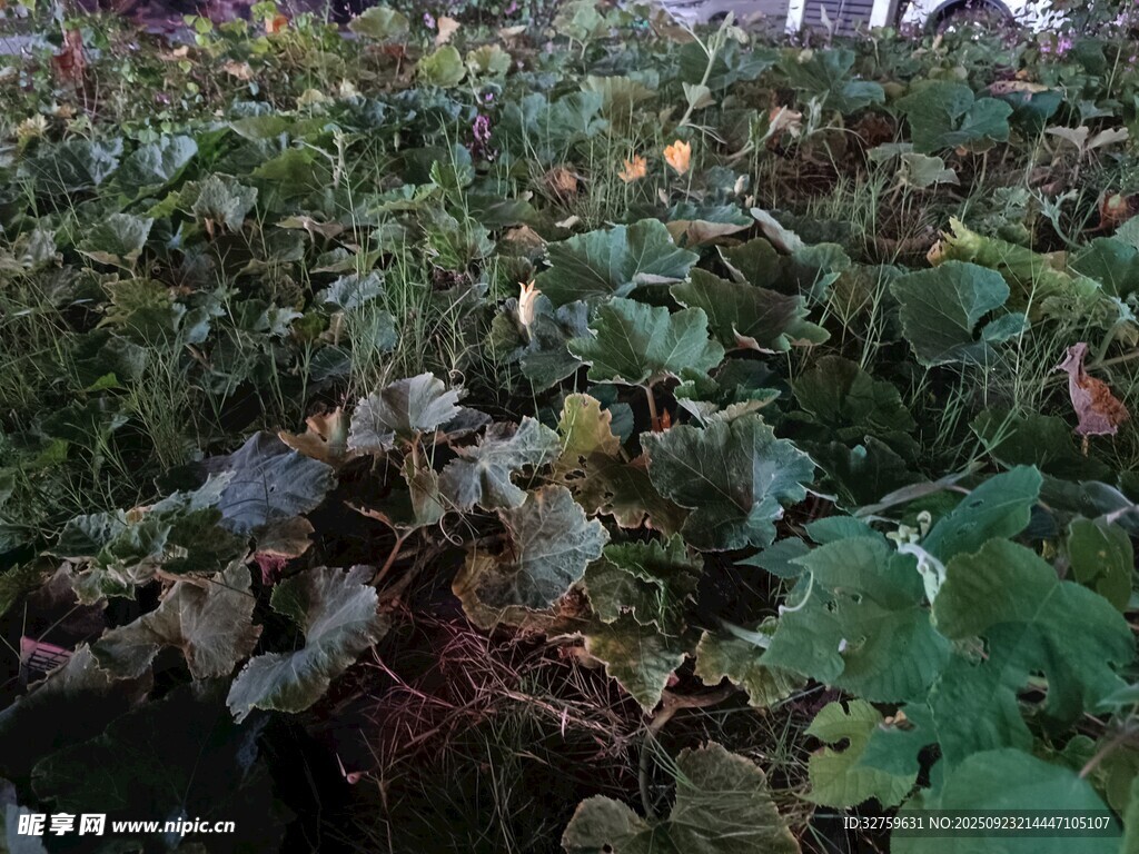 葡萄園中的繁茂綠色植株