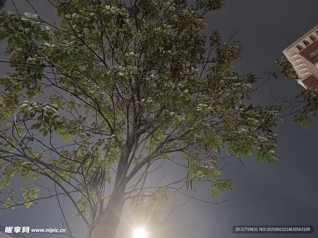 夜晚樹下的燈光景象