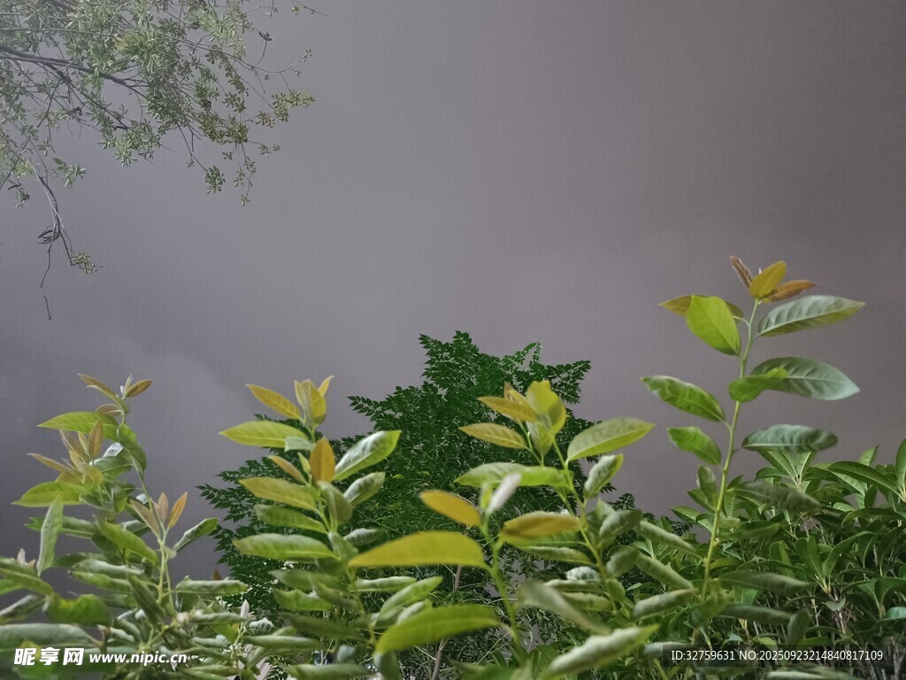 雨中生機盎然的綠植