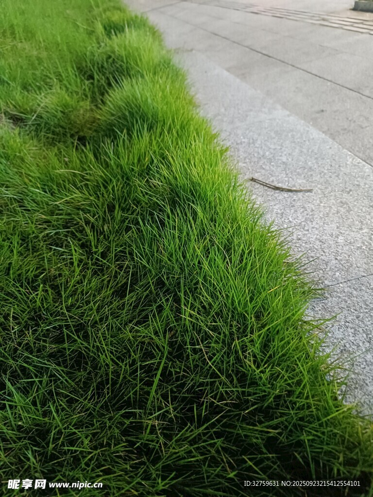 路邊嫩綠青草生機盎然
