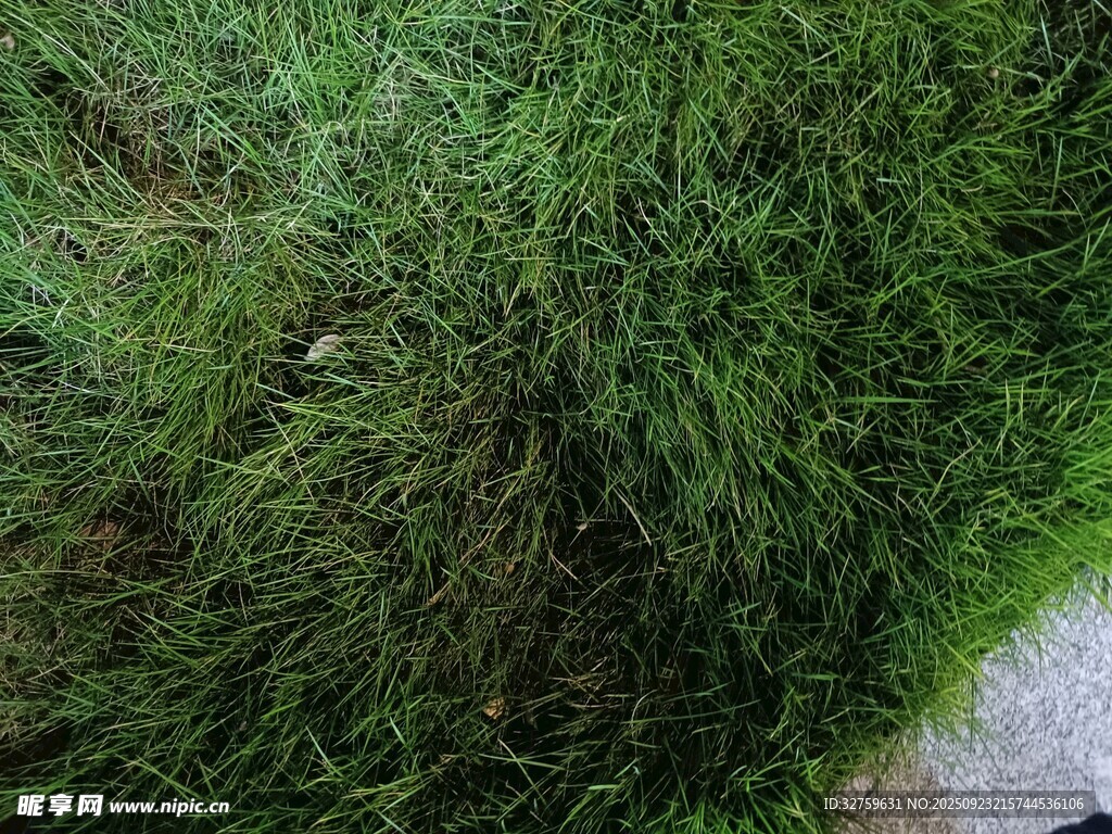 茂密翠綠的草地