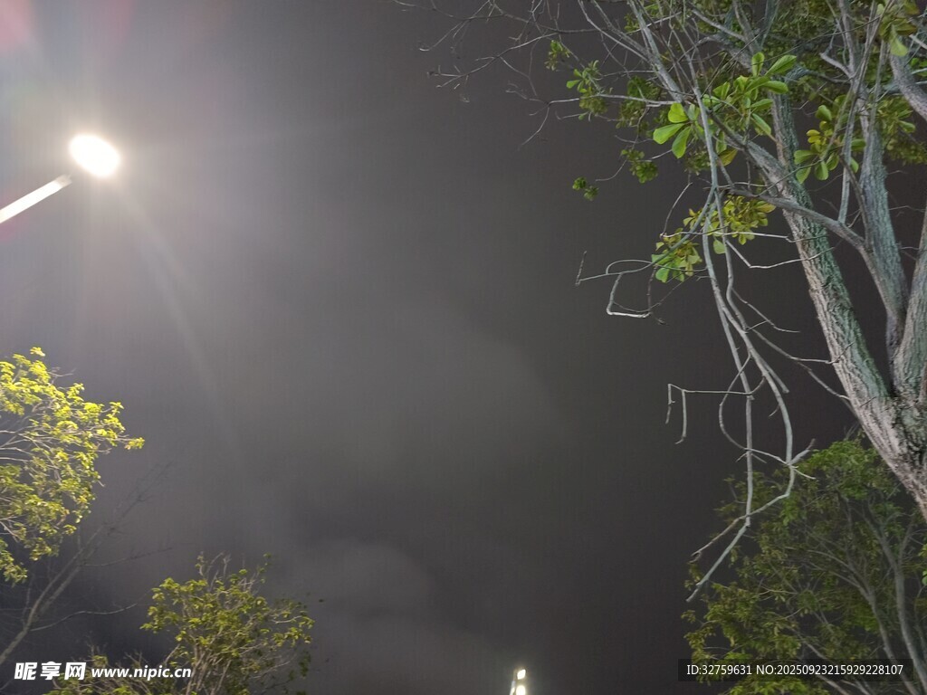 夜晚路燈下的樹(shù)木景象