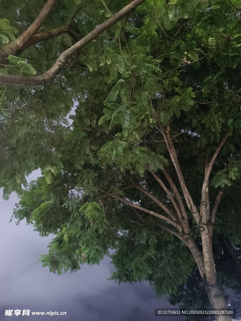 云霧中蔥郁的樹木景觀