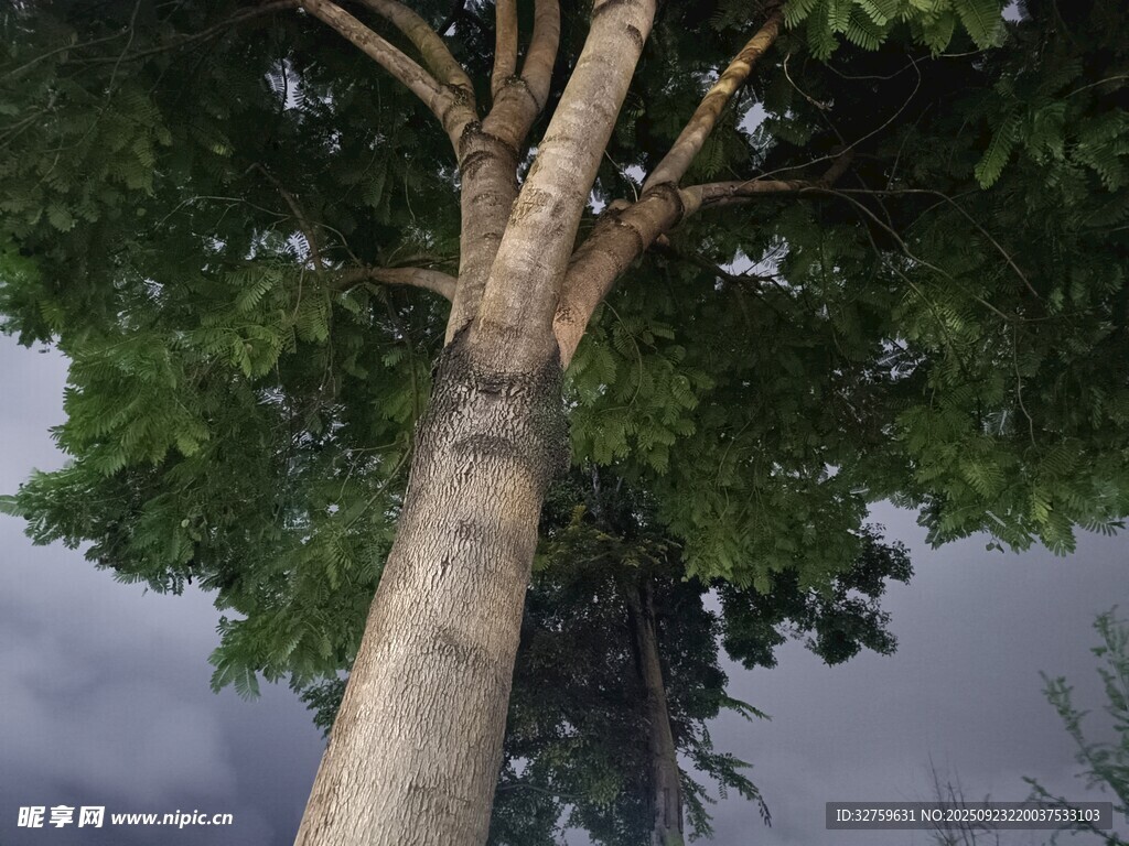 挺拔大樹與陰沉天空