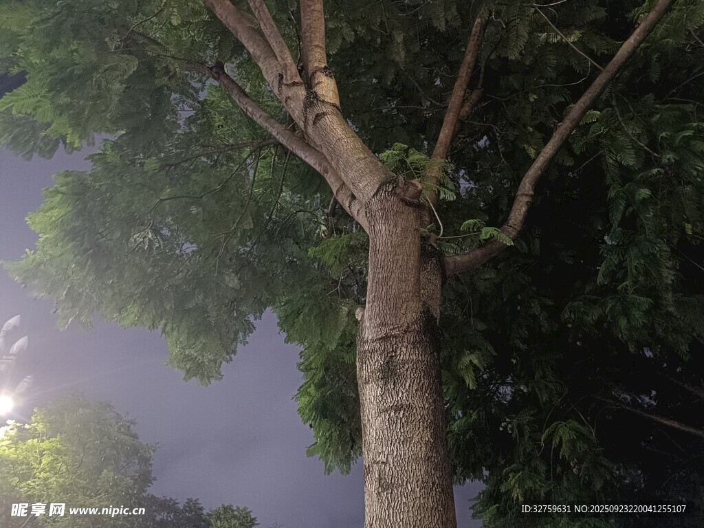 仰視夜空下的繁茂大樹