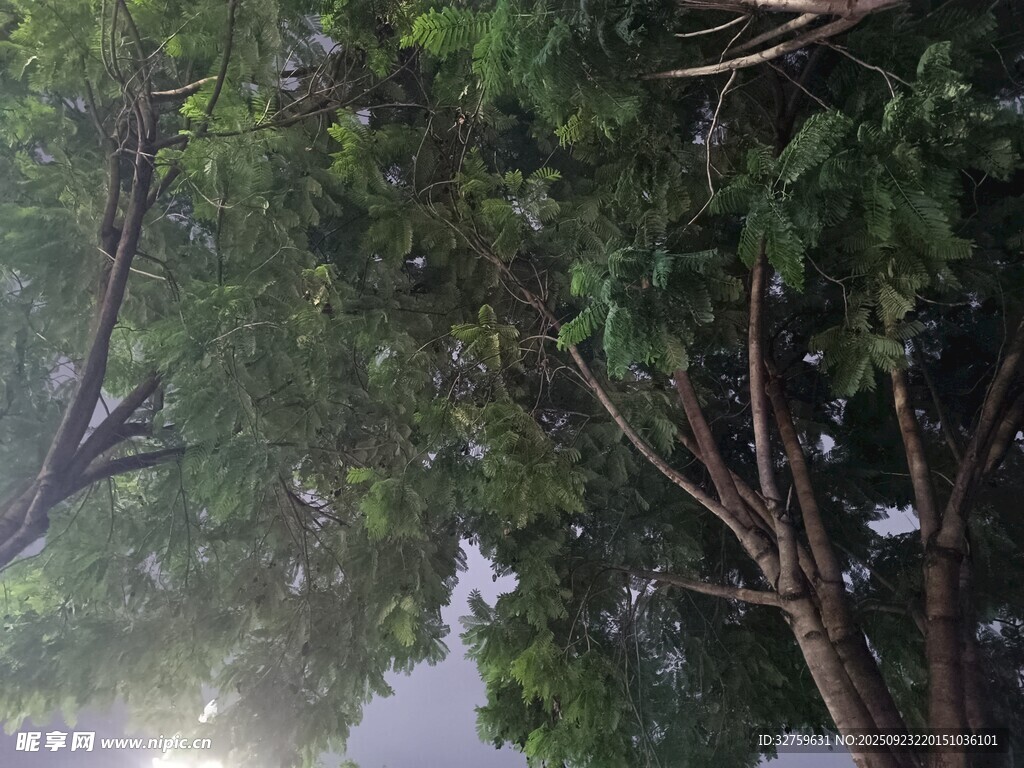 林間光影下的繁茂綠樹