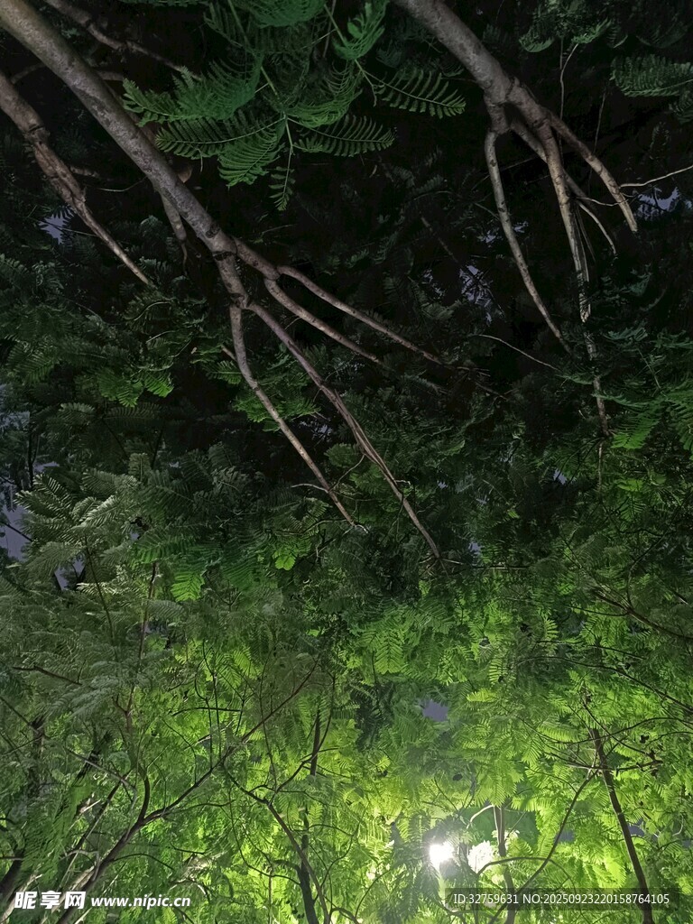 仰視林間繁茂枝葉