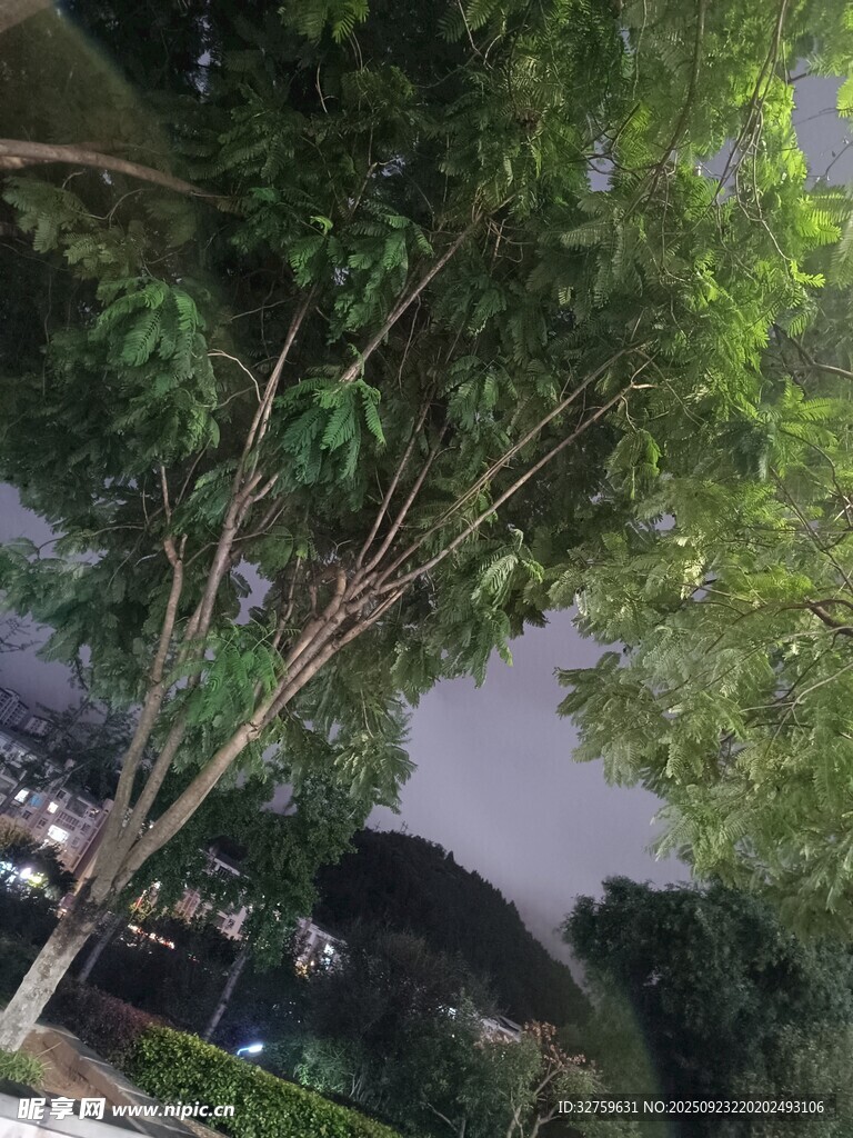 夜幕下的繁茂綠樹