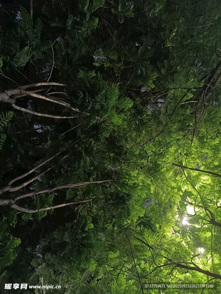 林間陽(yáng)光穿透茂密枝葉