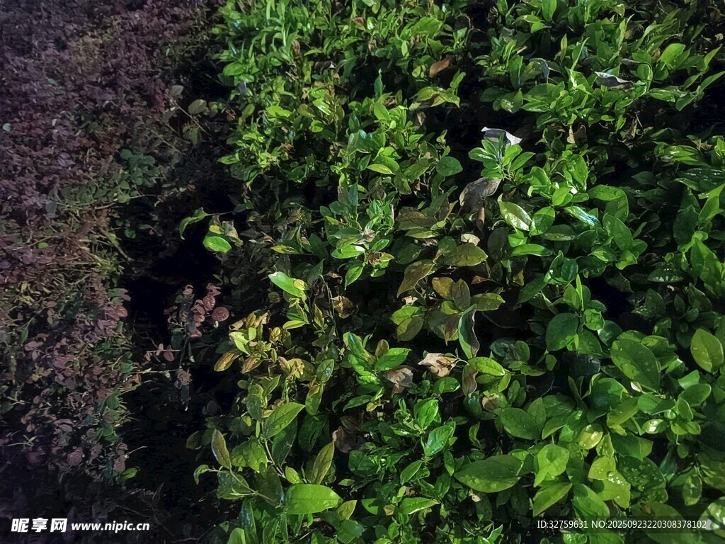 綠意盎然的植物景觀