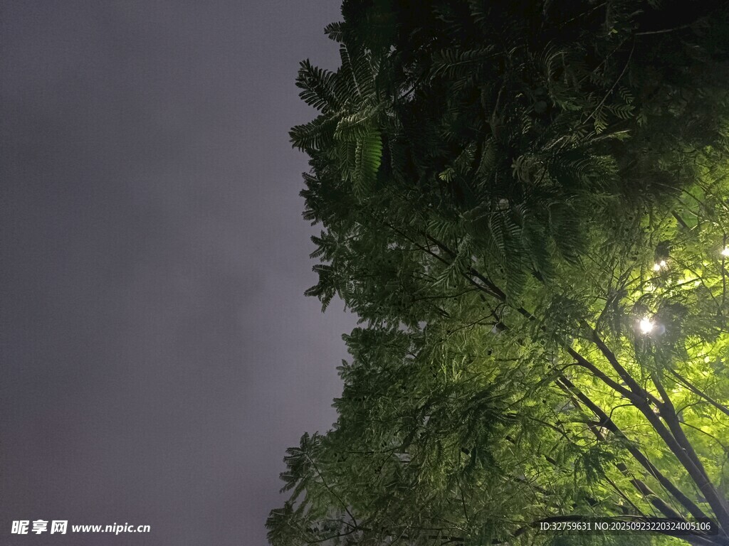 夜幕下的蔥郁樹林