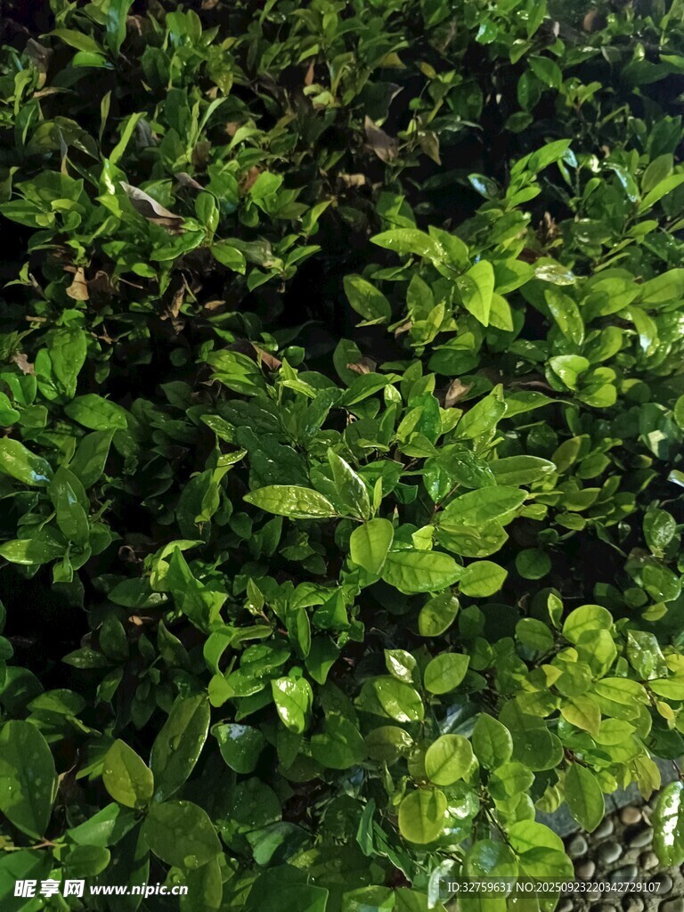 翠綠繁茂的灌木叢