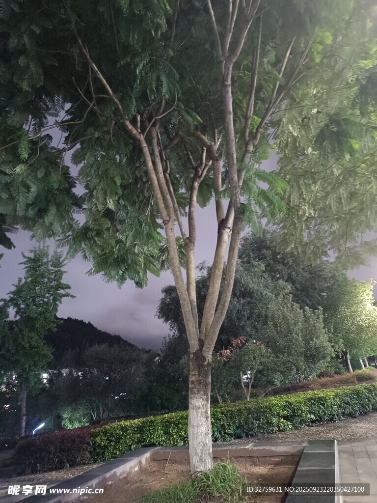 路邊綠樹(shù)與遠(yuǎn)處陰沉天色