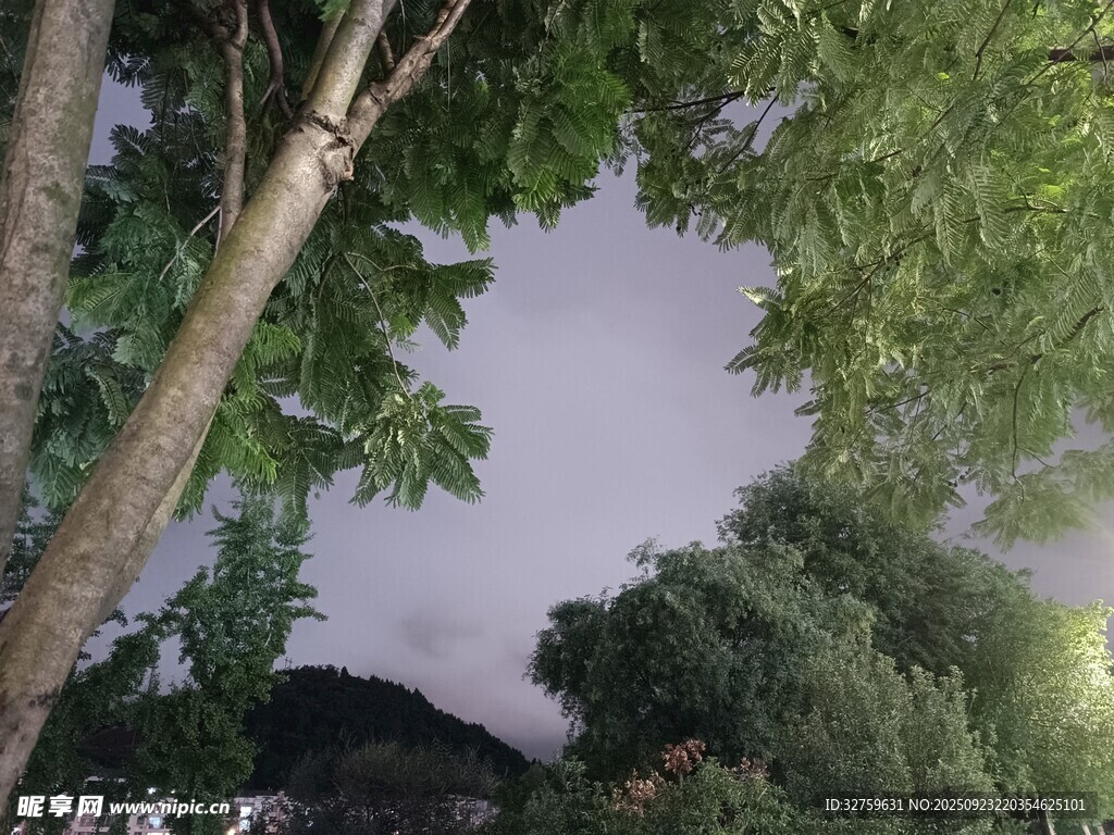 透過枝葉看天空