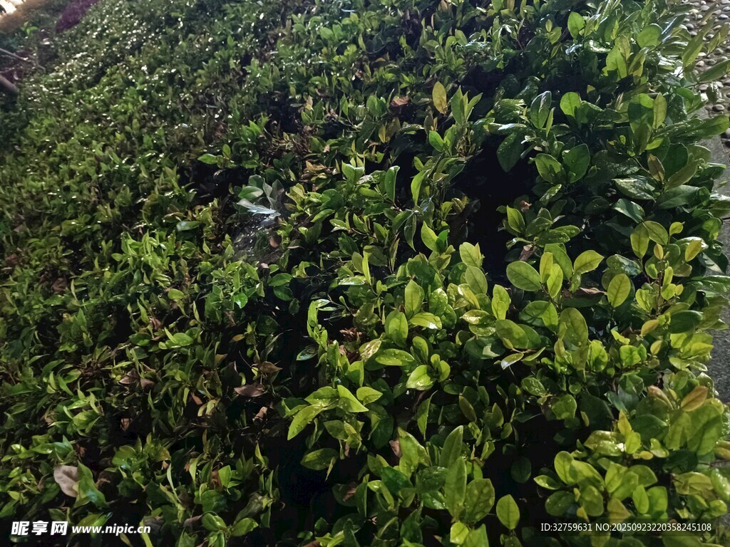 翠綠繁茂的綠植景觀