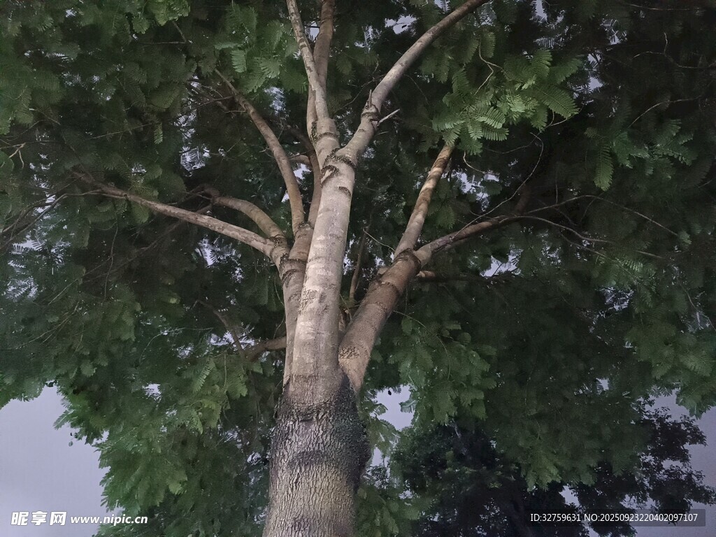 挺拔大樹