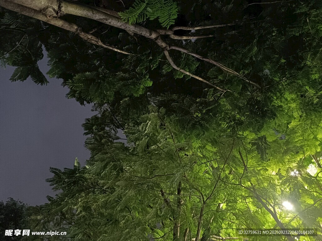 夜幕下的蔥郁綠樹