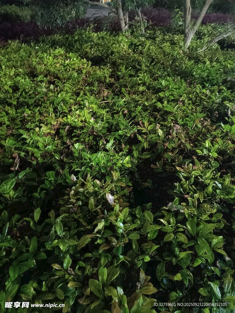 翠綠繁茂的茶樹(shù)景觀