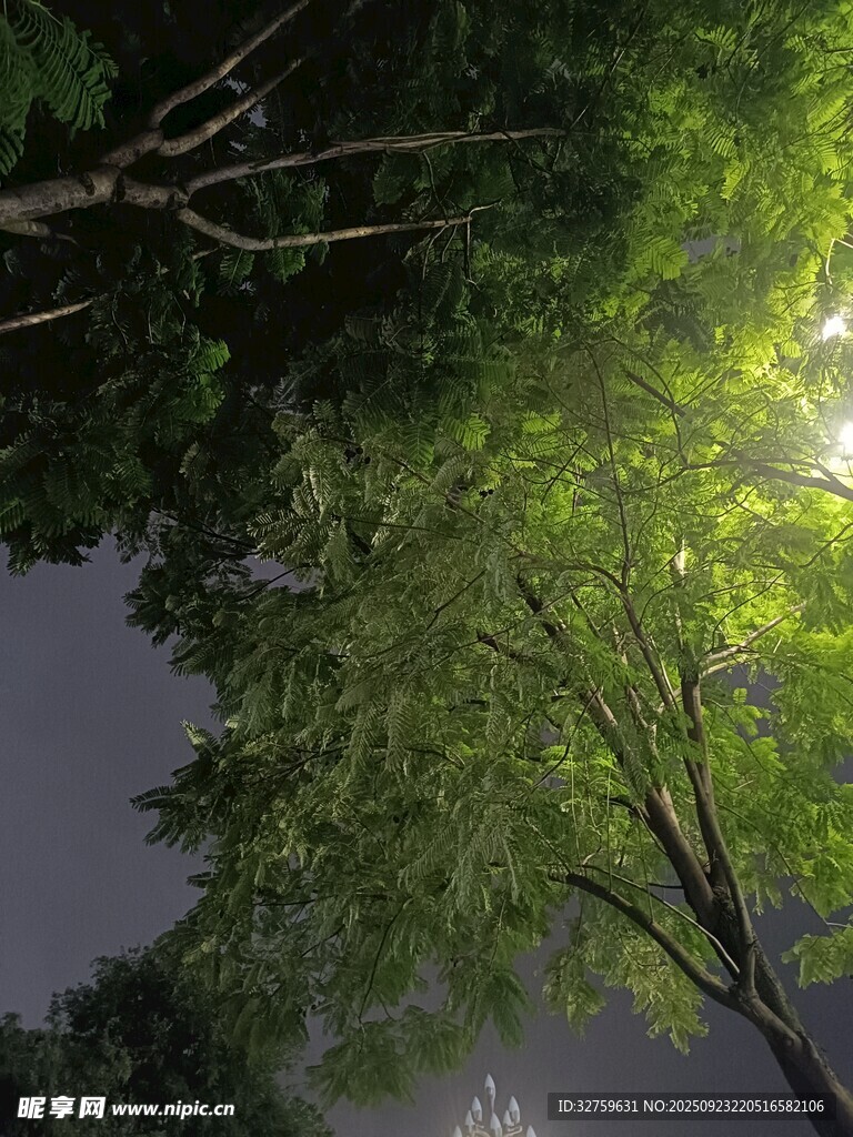 夜幕下的繁茂綠樹(shù)