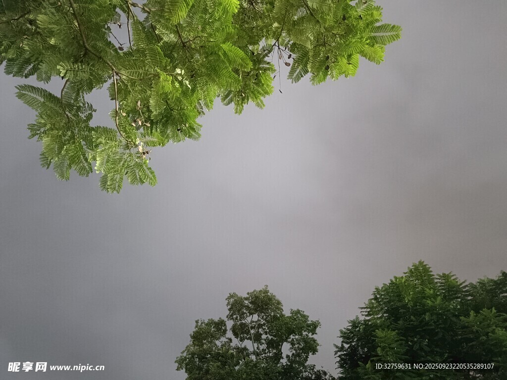 仰視綠樹與陰沉天空