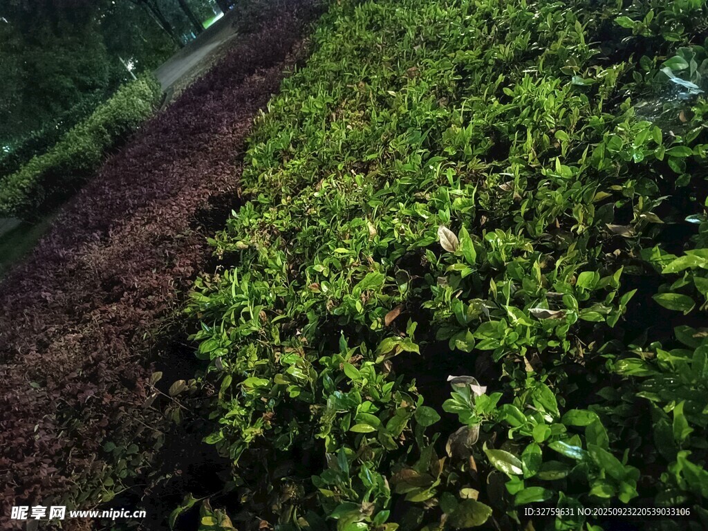 綠意盎然的田邊植物景觀