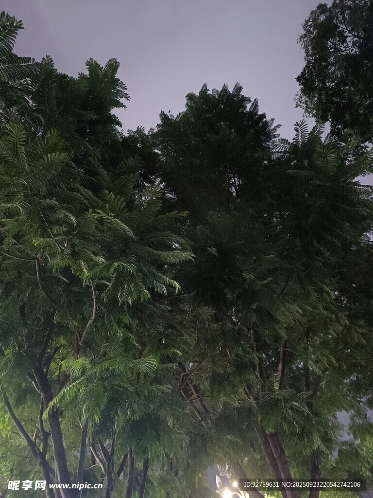夜幕下的繁茂樹林