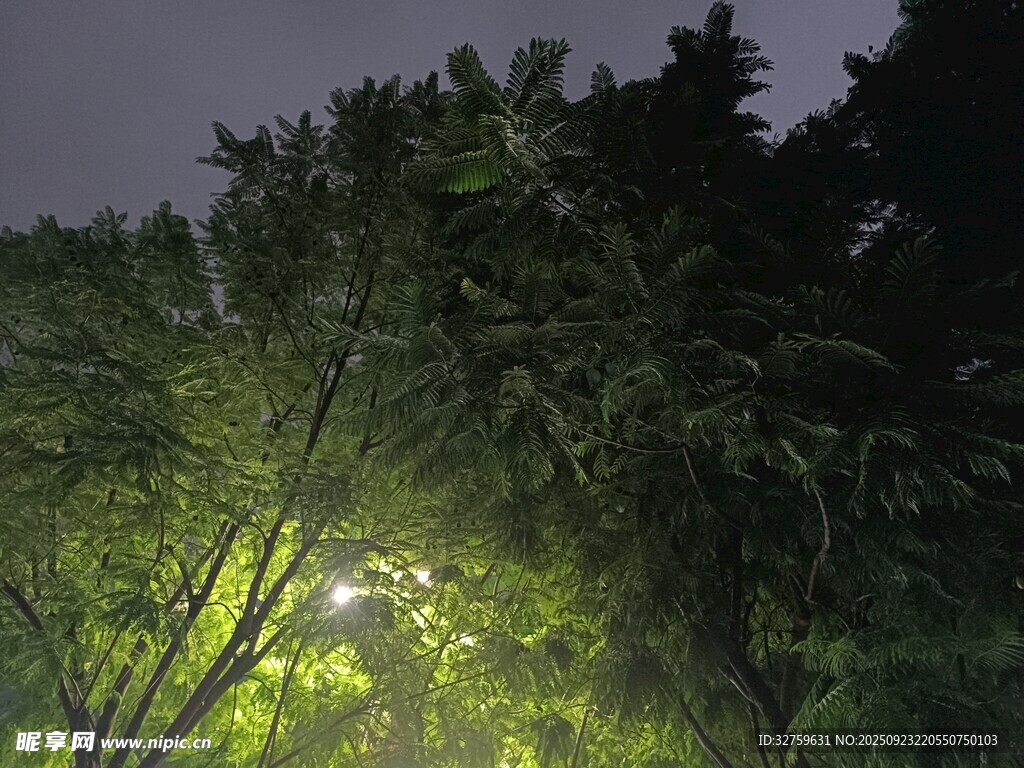 夜晚林間的幽微燈光