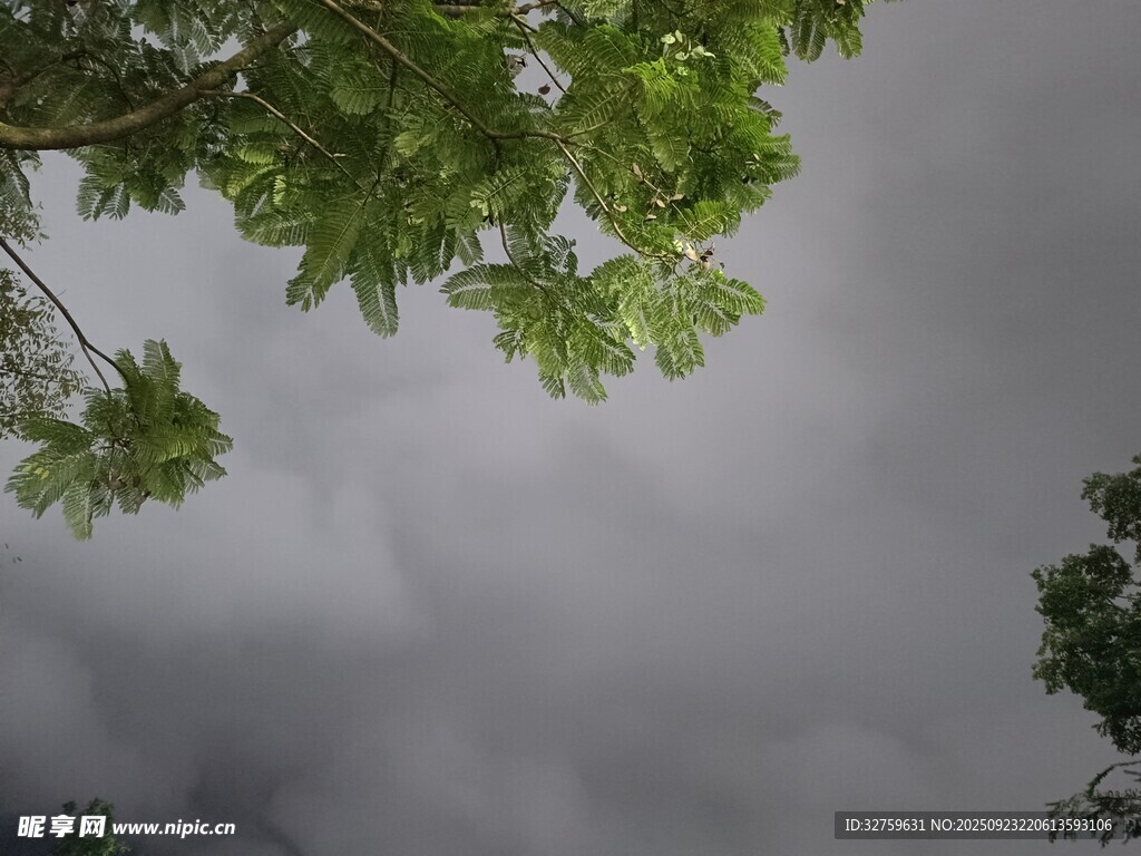 陰天樹下綠意與灰沉天空