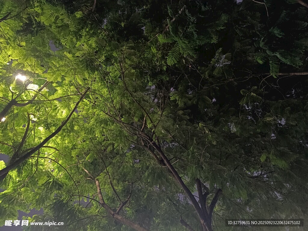 林間綠蔭 