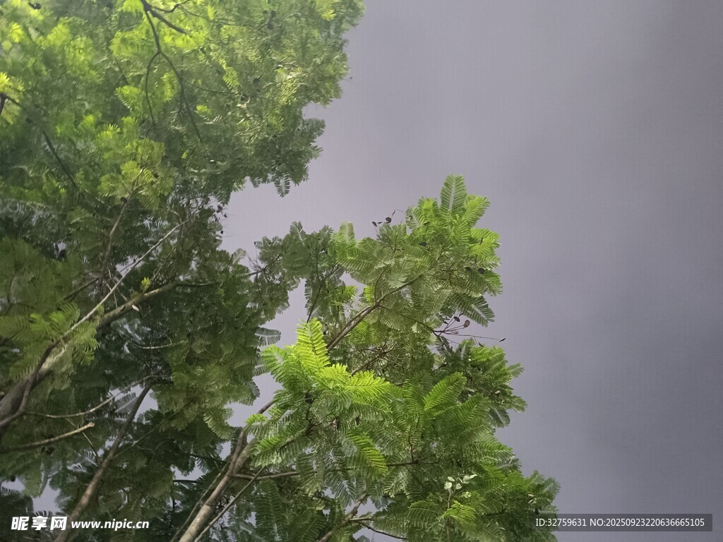 仰視蔥郁樹(shù)林與陰沉天空